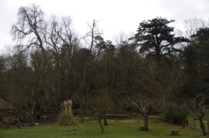 Busbridge 16 century horsechestnut trees